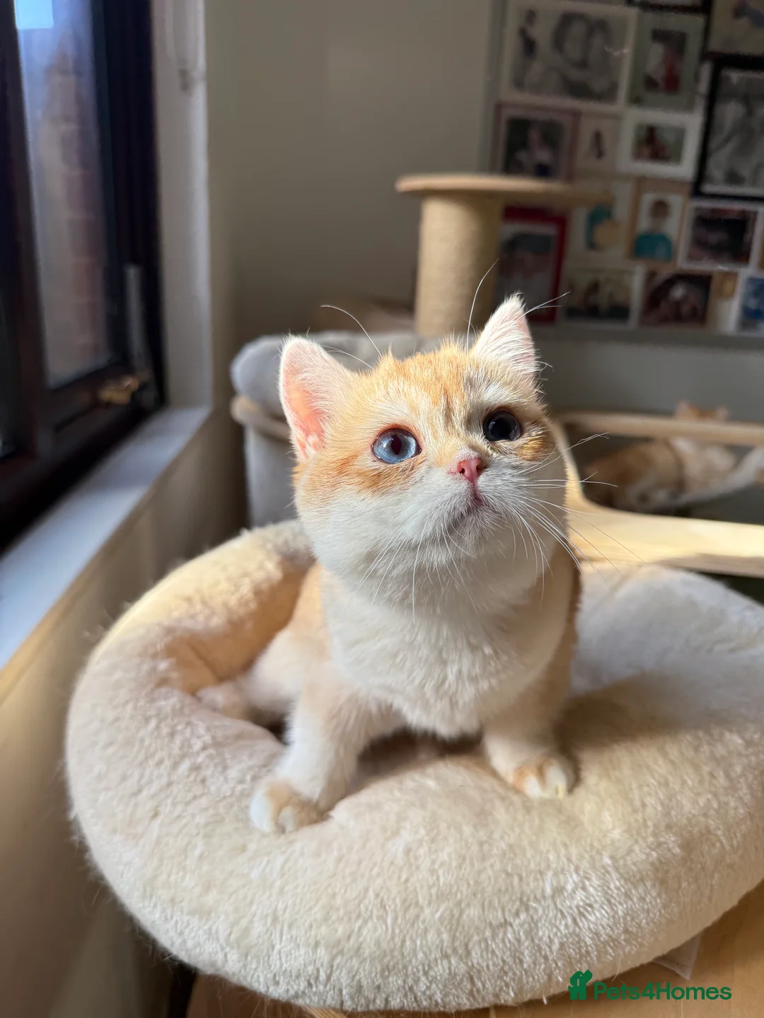 British Shorthair cats for sale: GCCF reg BSH and BLH Chocolate Golden Kittens - Advert 27