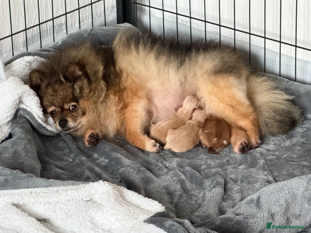 Pomeranian dogs for sale: Pomeranian puppies  - Advert 3