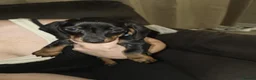 Miniature Dachshund dogs for sale: Minature dachshund pups - Advert 5