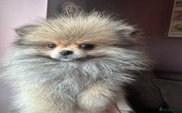 Pomeranian dogs for sale: Small Beautiful Teddy Bear Faced Girl  - Image 7