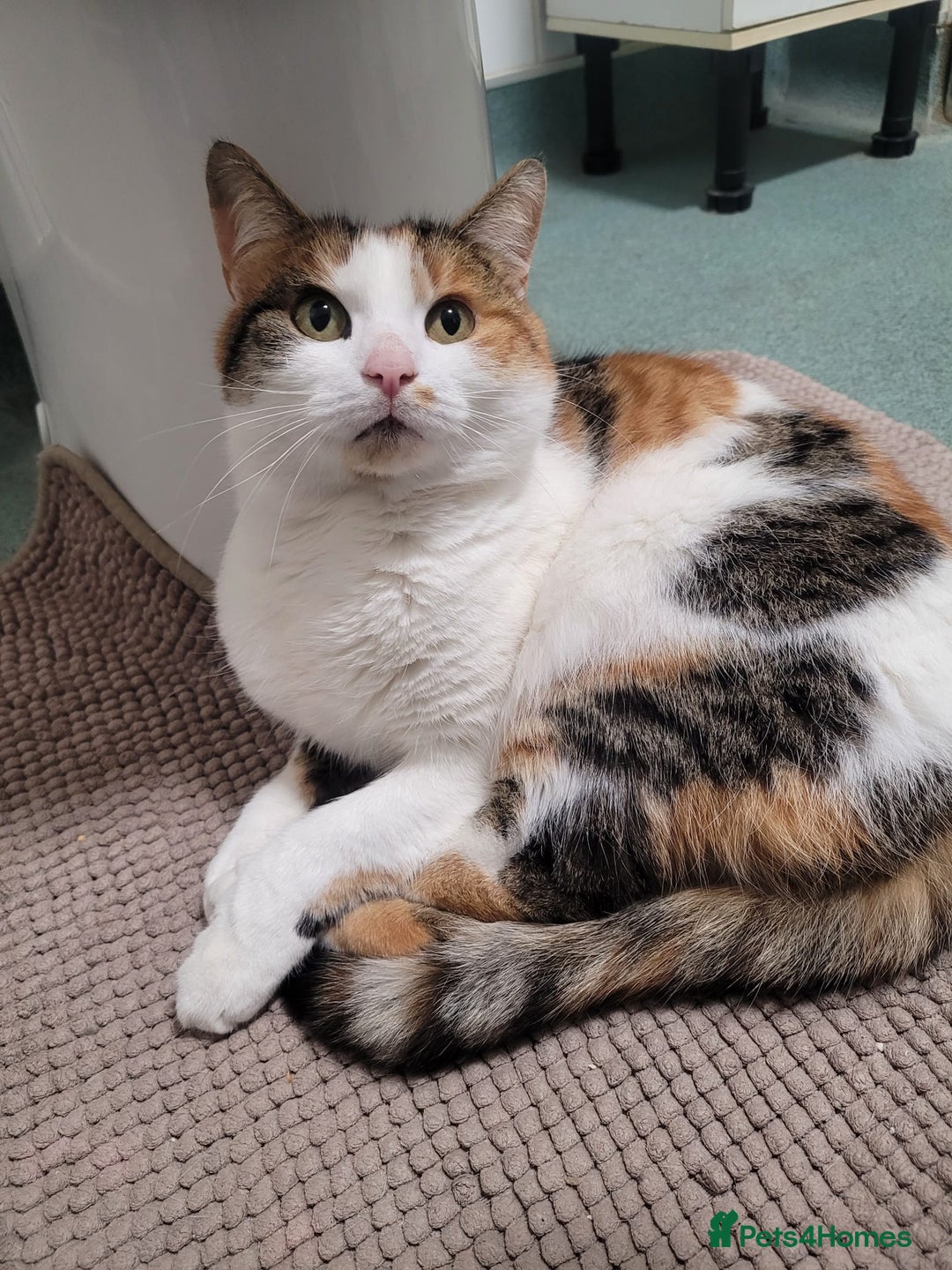 Mixed Breed cats for sale: Athena needs rehoming! FREE OF CHARGE! - Advert 3