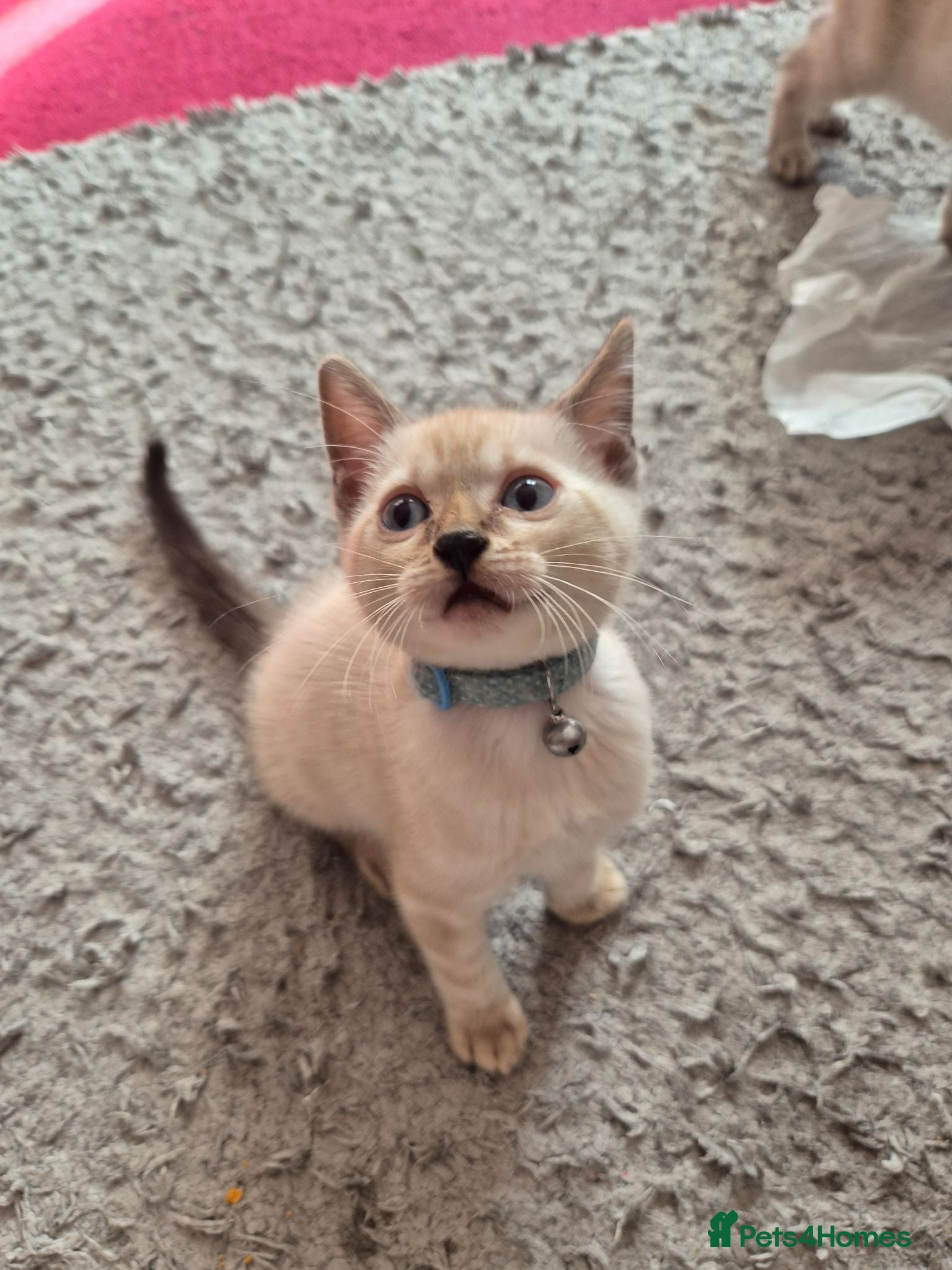 Mixed Breed cats Bengal Kittens  - Advert 11