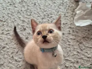 Mixed Breed cats Bengal Kittens - Advert 11