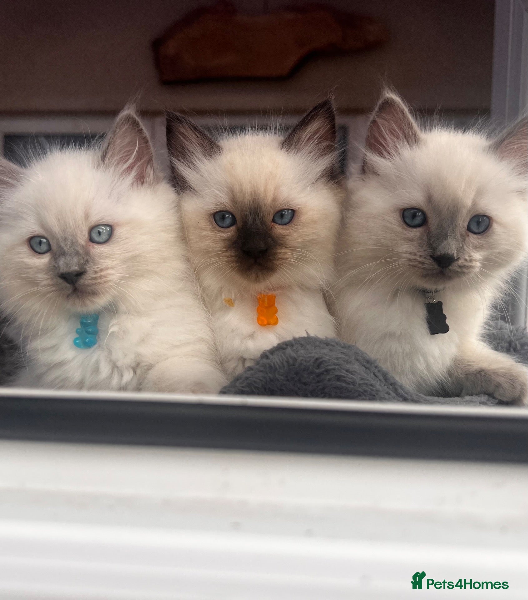 Ragdoll cats Only 1 left Pure ragdoll kittens - Advert 8
