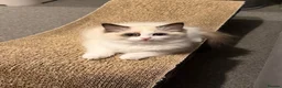 Ragdoll cats for sale: Beautiful TICA Registered Ragdoll Kittens 😻 - Advert 9