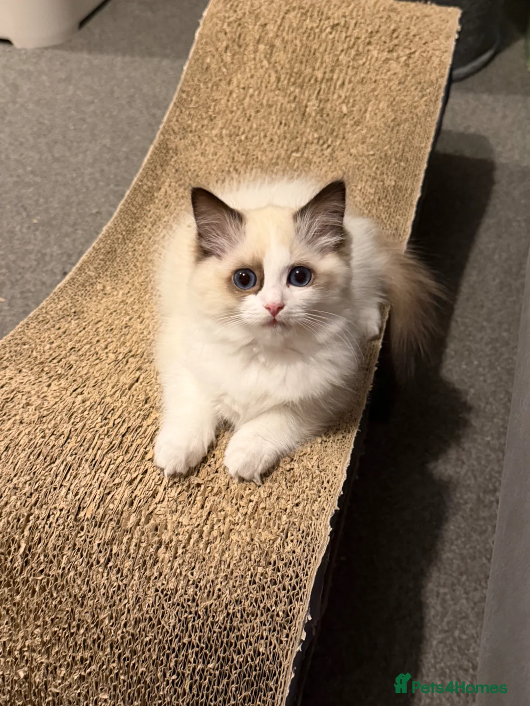 Ragdoll cats for sale: Beautiful TICA Registered Ragdoll Kittens 😻 - Advert 9