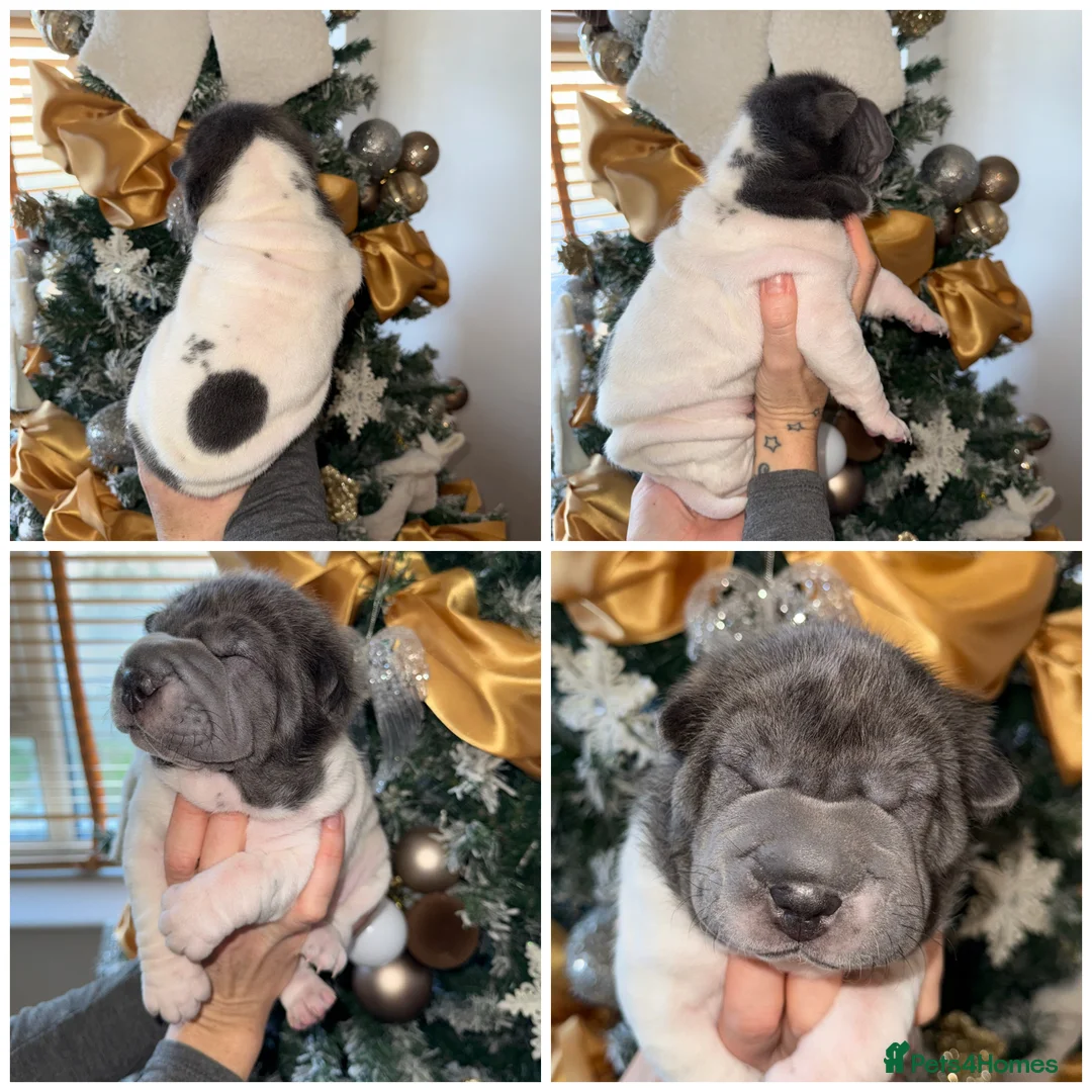 Shar Pei dogs for sale: ✨Gorgeous KC registered Sharpei Puppies for sale ✨ - Advert 8