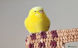 Budgerigars birds for sale: Bonded Budgies looking for a new home - Image 2