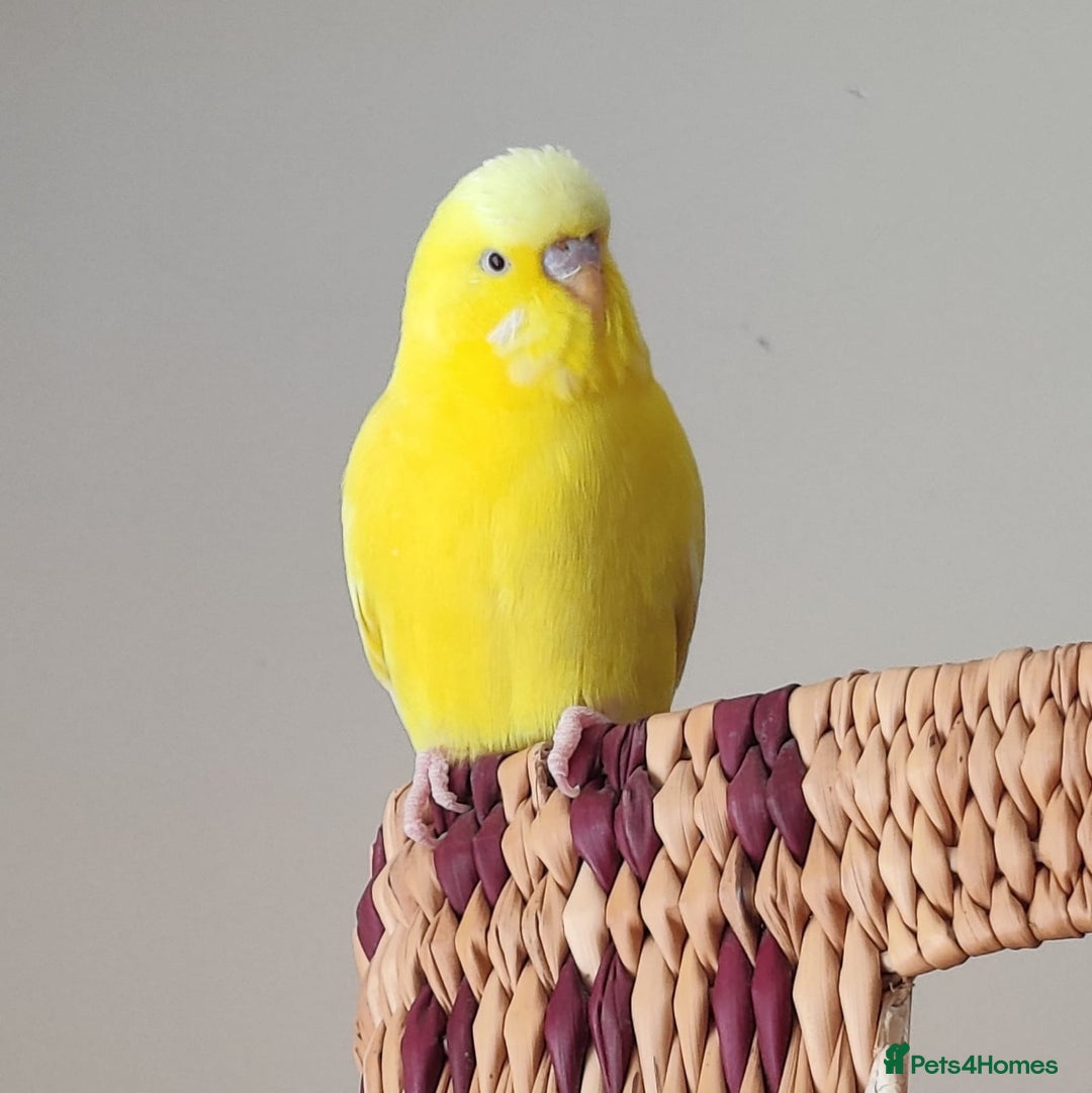 Budgerigars birds for sale: Bonded Budgies looking for a new home - Image 2