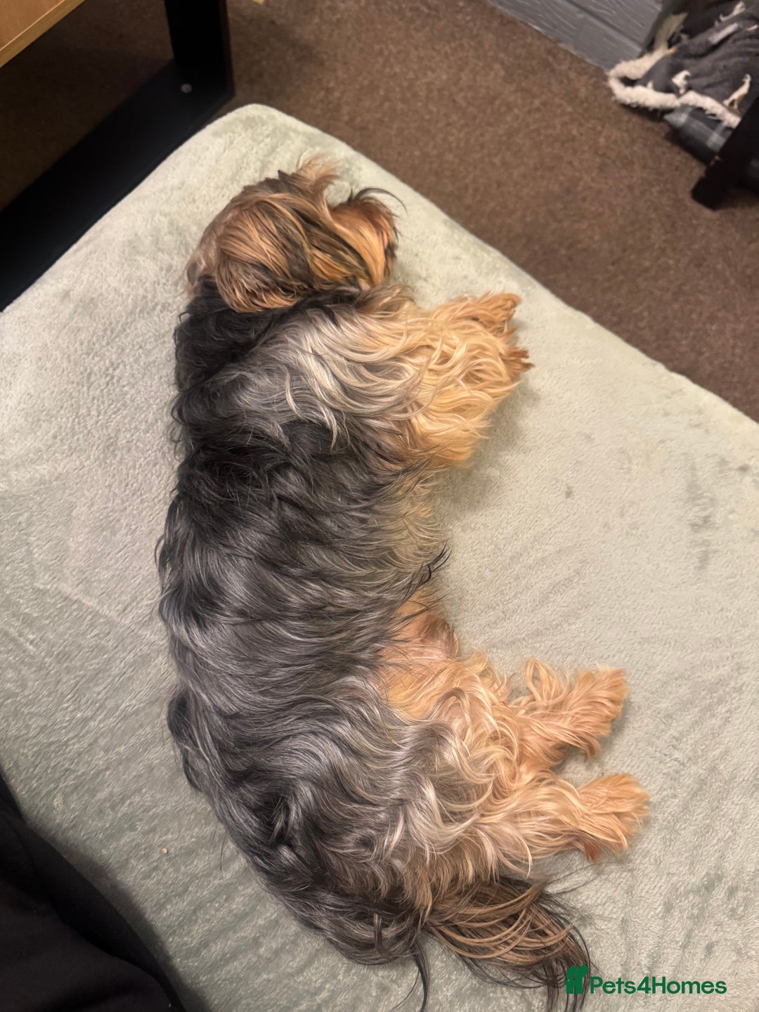 Yorkshire Terrier dogs for sale: YORKSHIRE TERRIER 3 BOYS 1 GIRL  - Image 6