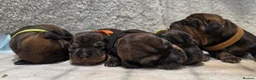 Dachshund dogs for sale: Dachshund/Teckle Standard Wire Haired Puppies in Wotton-under-Edge - Advert 8