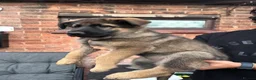 German Shepherd dogs for sale: 9 German shepherd puppies - Advert 19
