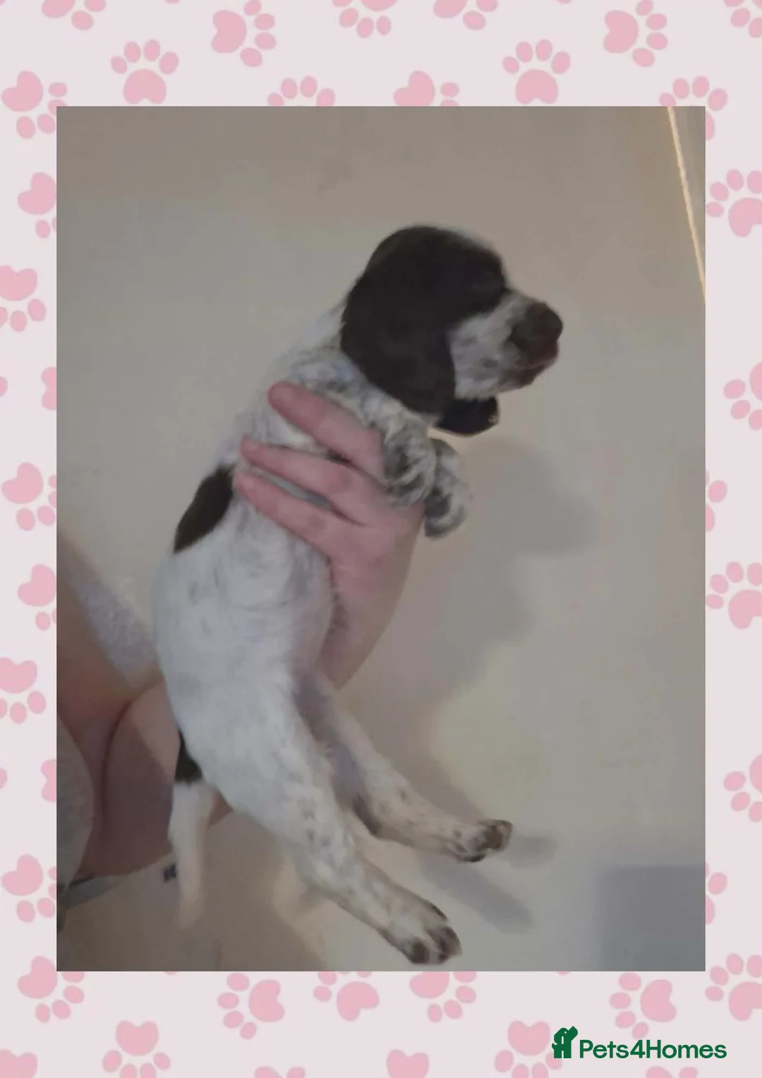 Cocker Spaniel dogs for sale: Full breed show cocker spaniels  in Willenhall - Advert 17