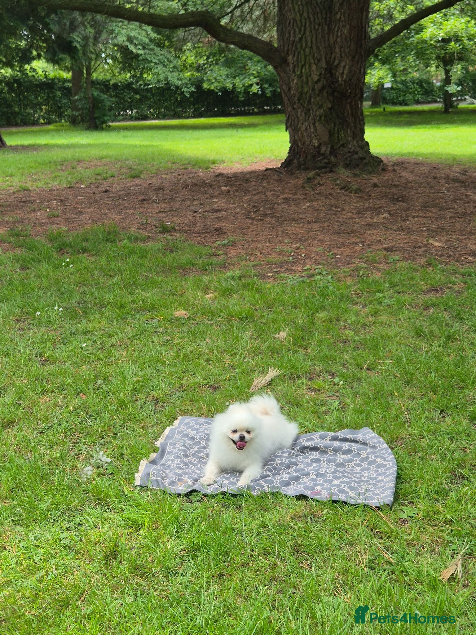 Pomeranian dogs Pomeranian 5 year old male - Advert 12