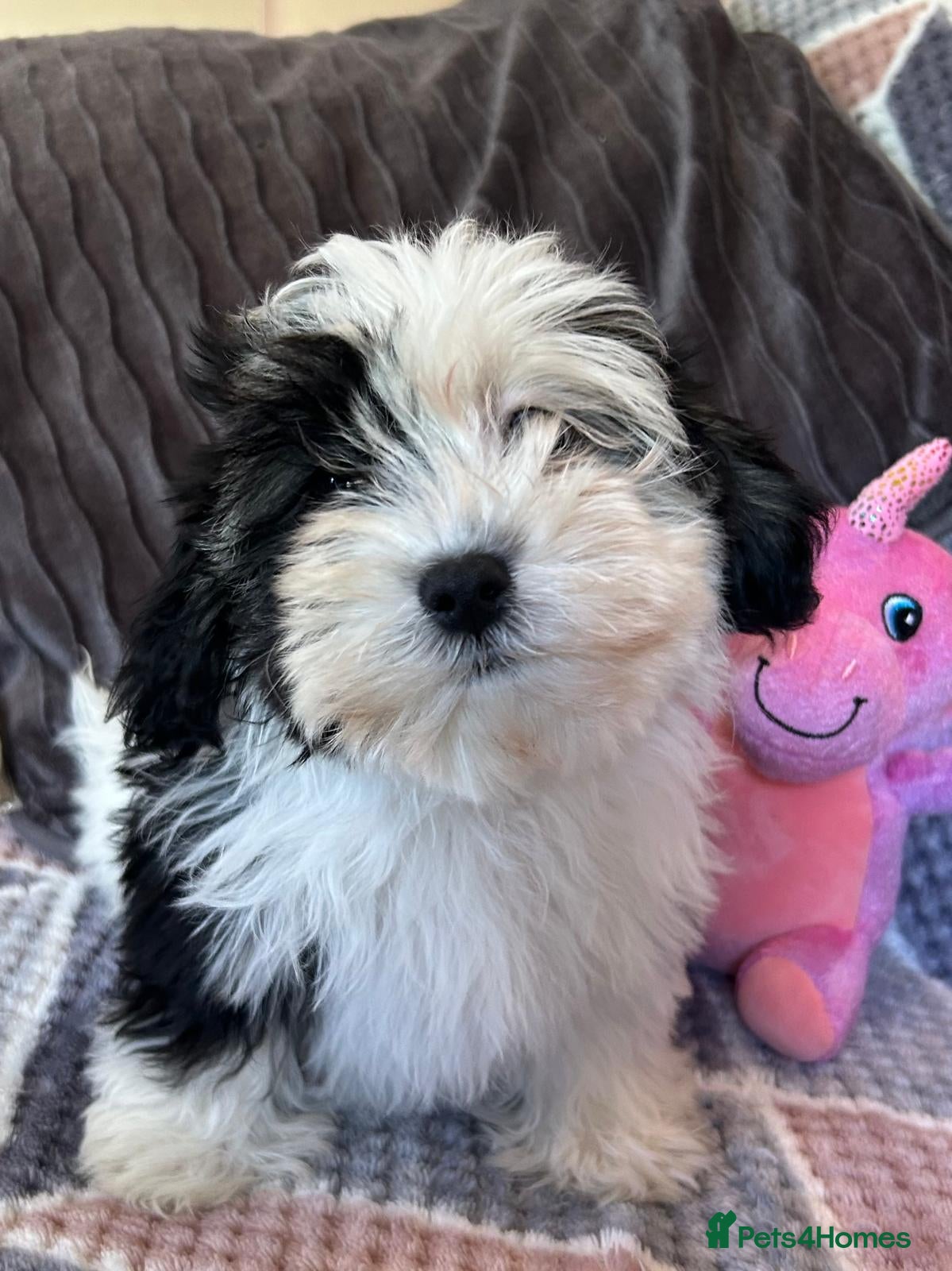 Malshi dogs shihtzu x maltese puppies for sale  - Advert 7