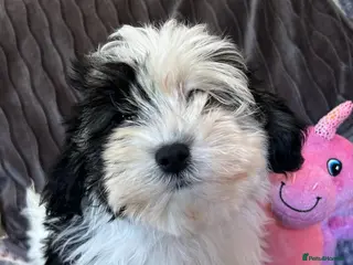 Malshi dogs shihtzu x maltese puppies for sale - Advert 1