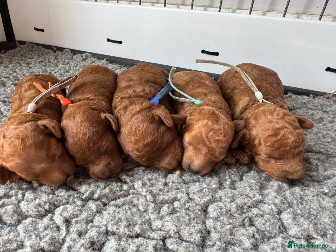 Toy Poodle dogs for sale: EXTENSIVE HEALTH TEST KC RED TOY POODLES LICENSED - Image 3