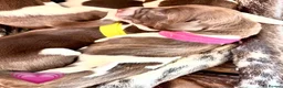 German Shorthaired Pointer dogs for sale: Beautiful GSP pups!Confident, lovingly socialised  - Advert 5