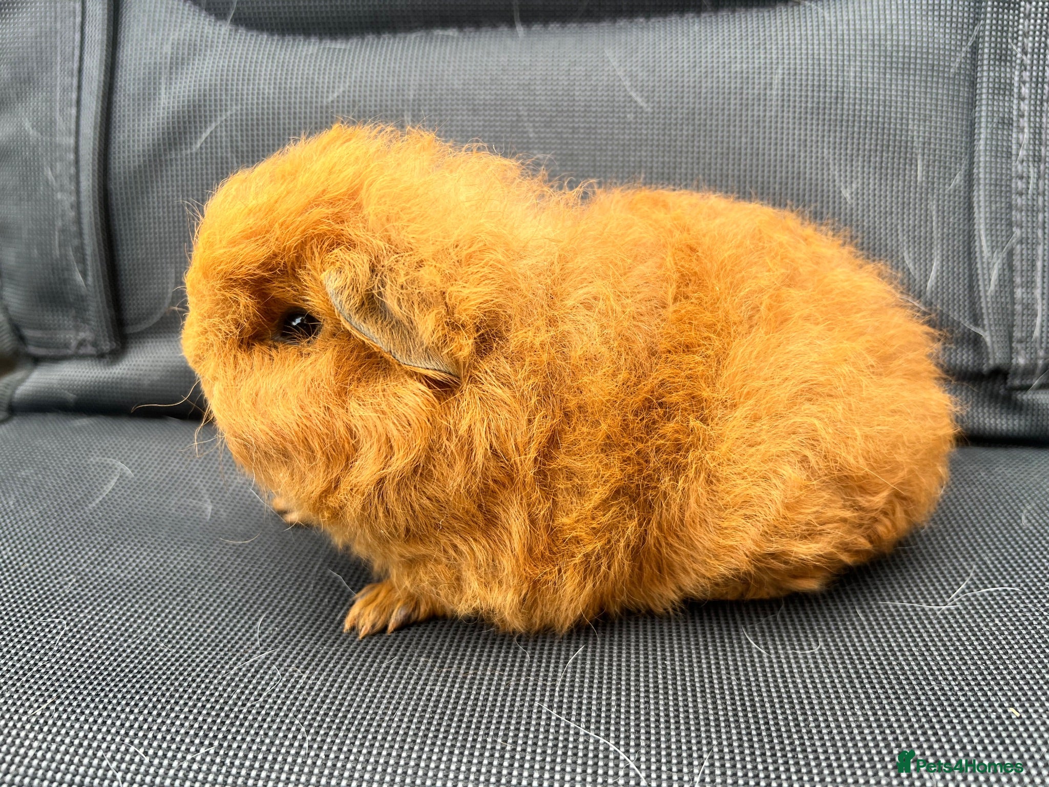 Guinea Pig rodents Purebred Swiss Guniea pig  - Advert 6
