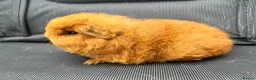 Guinea Pig rodents for sale: Swiss Guniea pig  - Advert 5