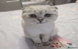 Scottish Fold cats for sale: Scottish Fold Kittens. Vaccinated, Last one left! - Image 15