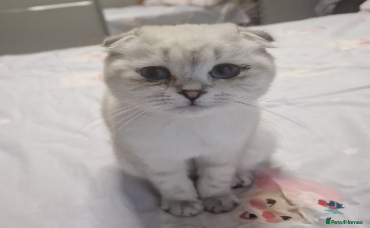 Scottish Fold cats - Advert 15