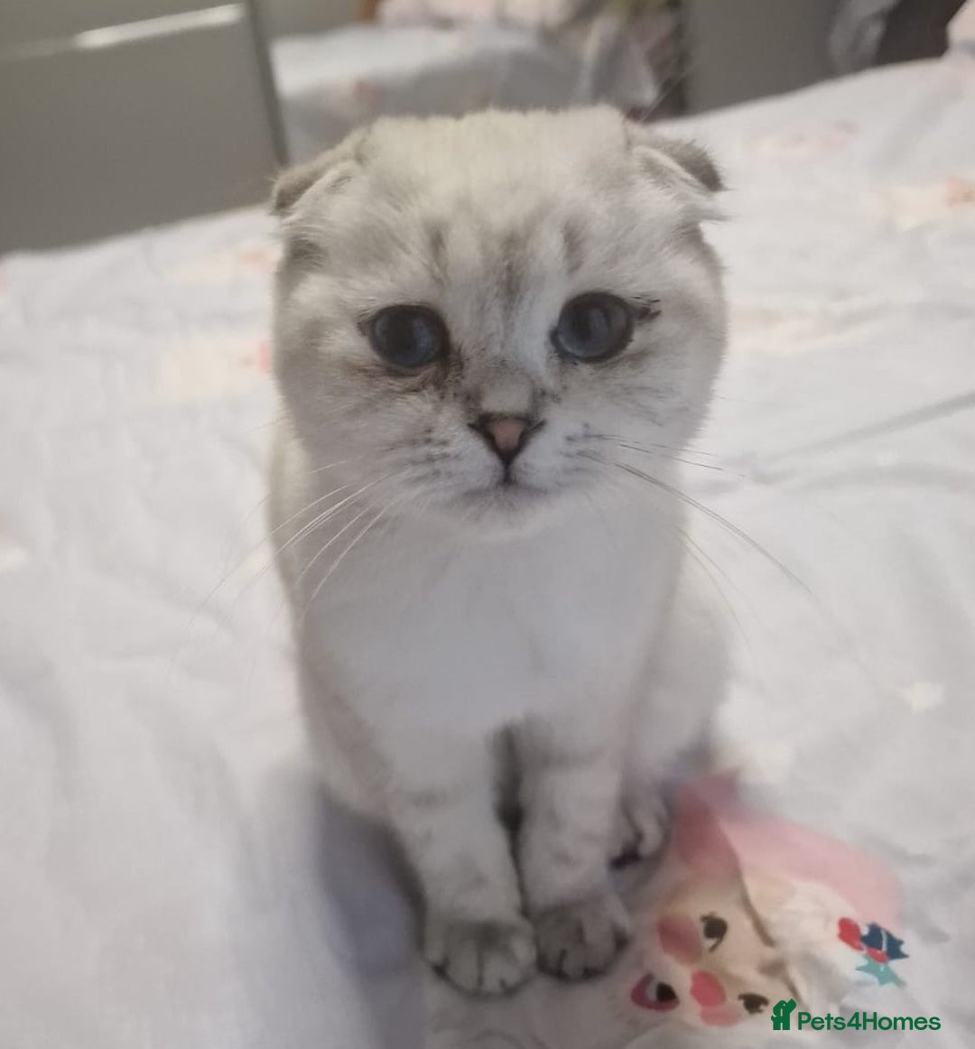 Scottish Fold cats for sale: Scottish Fold Kittens. Vaccinated, Last one left! - Image 15
