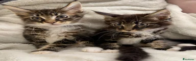 Maine Coon 5