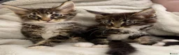 Maine Coon cats for sale: Mainecoon kittens  - Advert 16