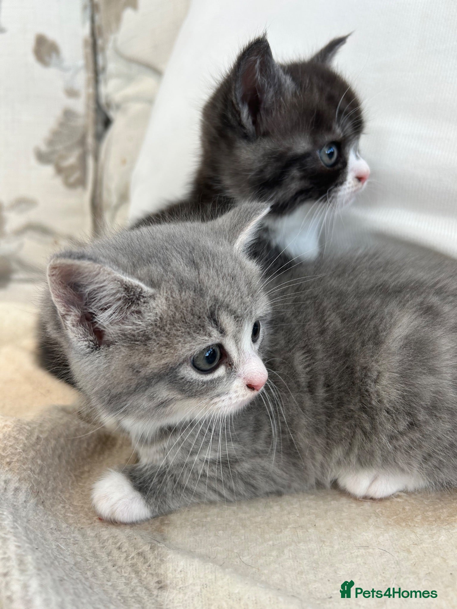 Mixed Breed cats Exotic cross  - Advert 8
