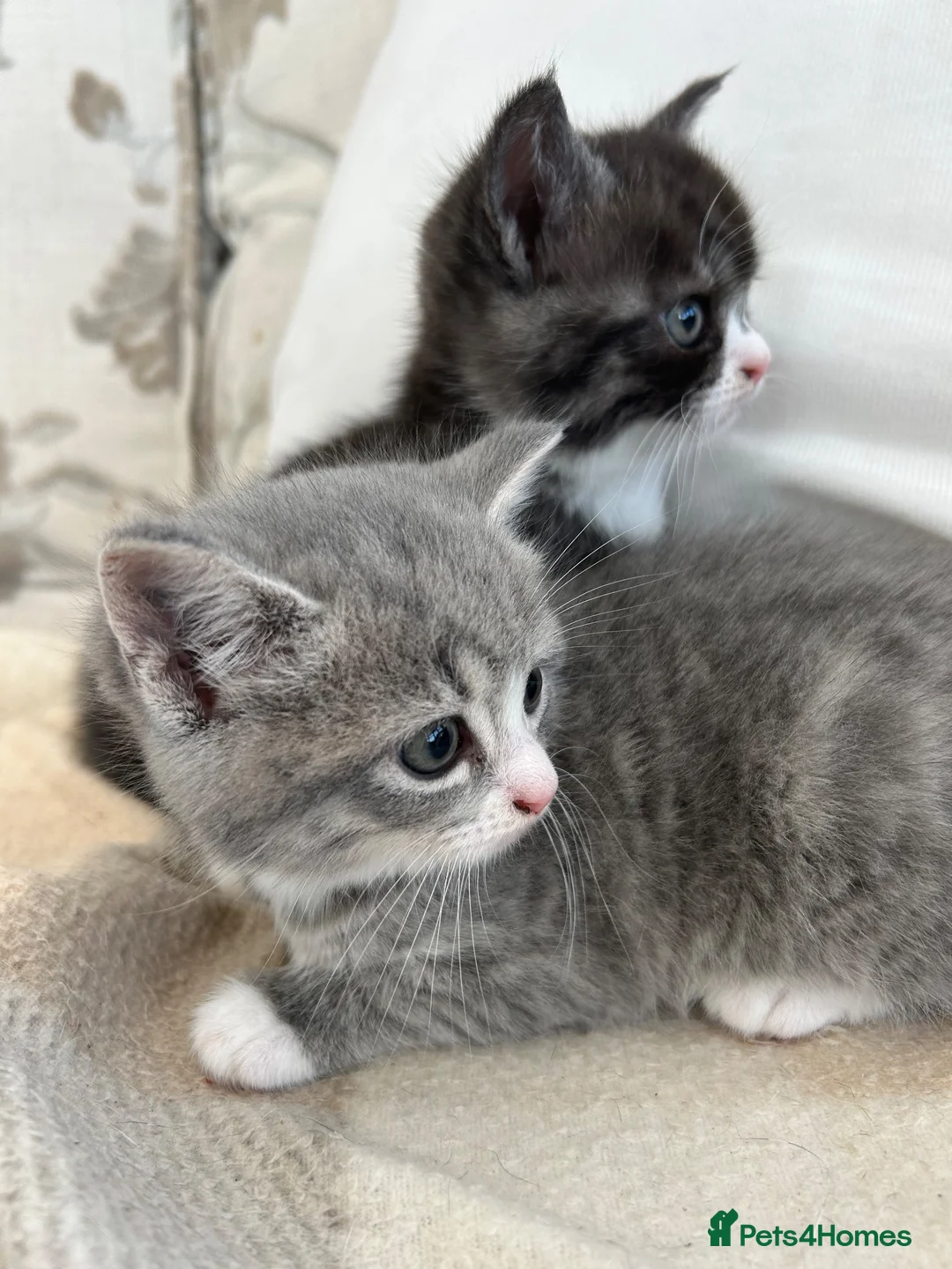 Mixed Breed cats for sale: Exotic cross  - Advert 2