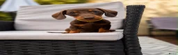 Miniature Dachshund dogs for sale: Exceptional Miniature Dachshund Puppies  in Romford - Advert 3