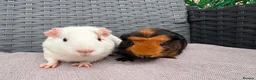 Guinea Pig rodents for sale: Sows and Trio of Boars  - Advert 12