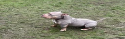 American Bully dogs for sale: Pocket bully male - Advert 1