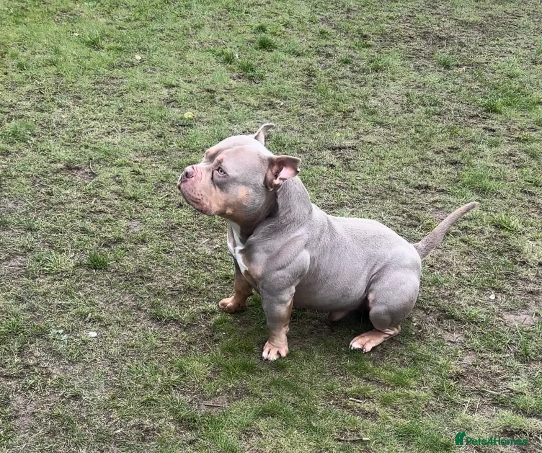 American Bully dogs for sale: Pocket bully male - Advert 1