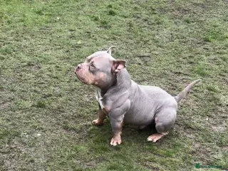 American Bully dogs Pocket bully male - Advert 7