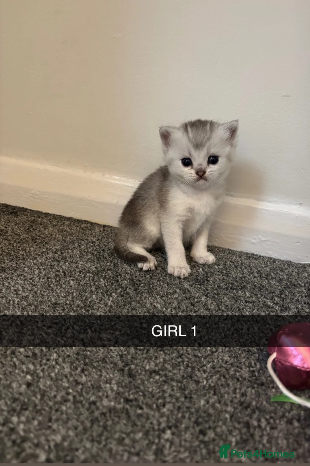 Scottish Fold cats for sale: Scottish fold kittens  in Swindon - Advert 2