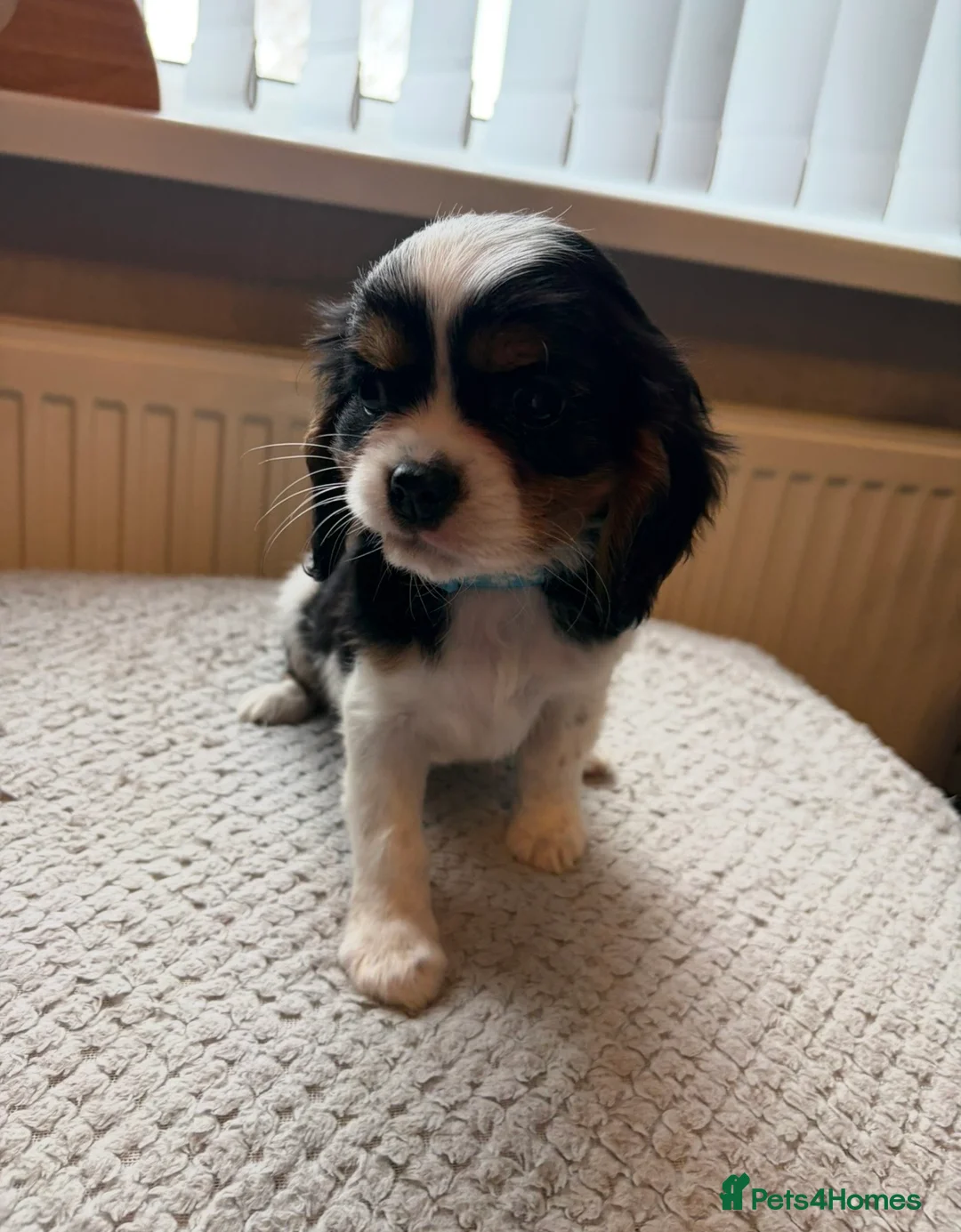 Cavalier King Charles Spaniel dogs for sale: Tri/ Blenheim Cavalier King Charles Puppies ready  - Advert 17