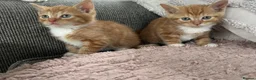 British Shorthair cats for sale: 4 beautiful kittens for sale  - Advert 8
