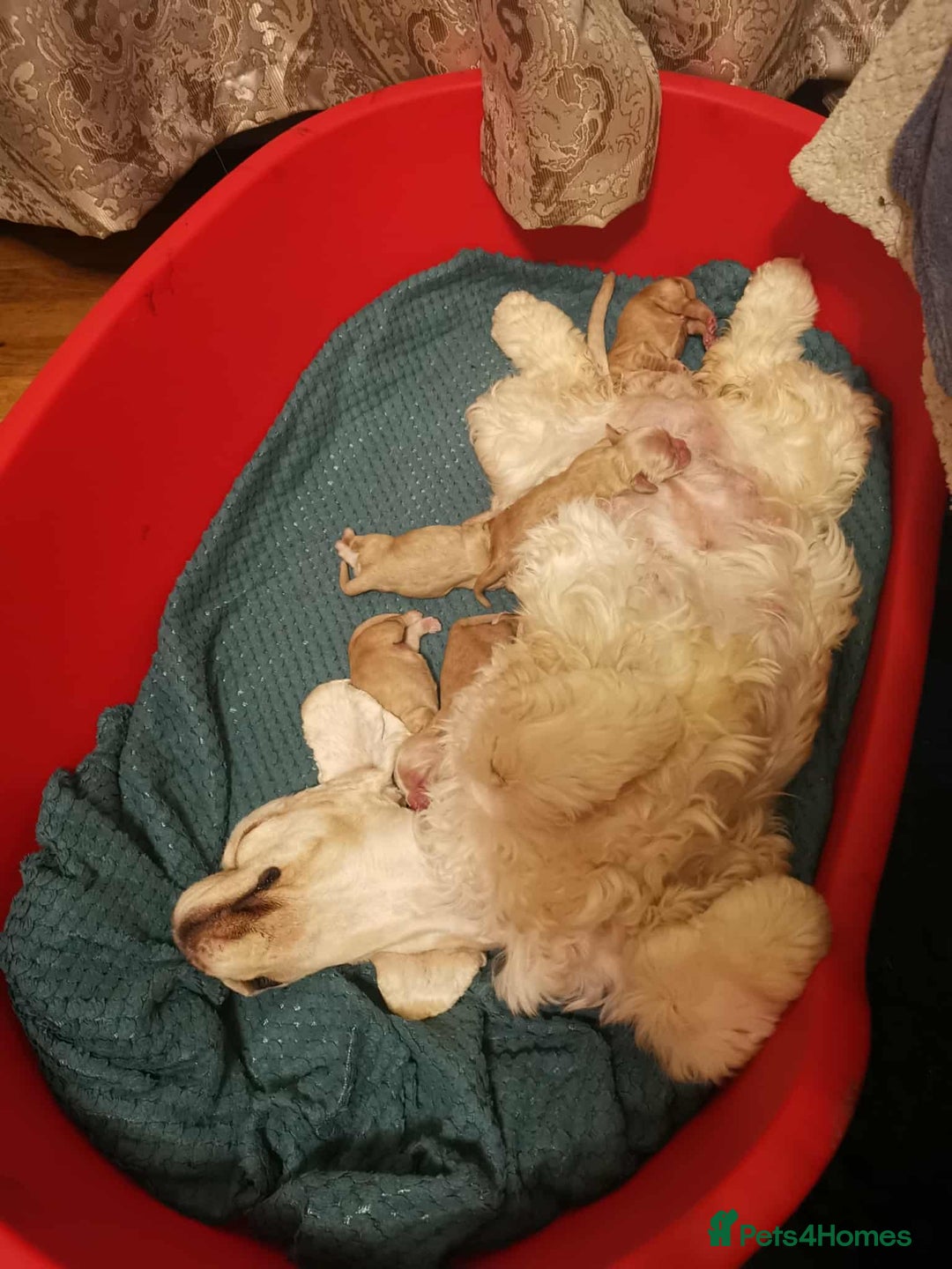 American Cocker Spaniel dogs for sale: Stunning Anerican Cocker spaniels girl - Advert 16