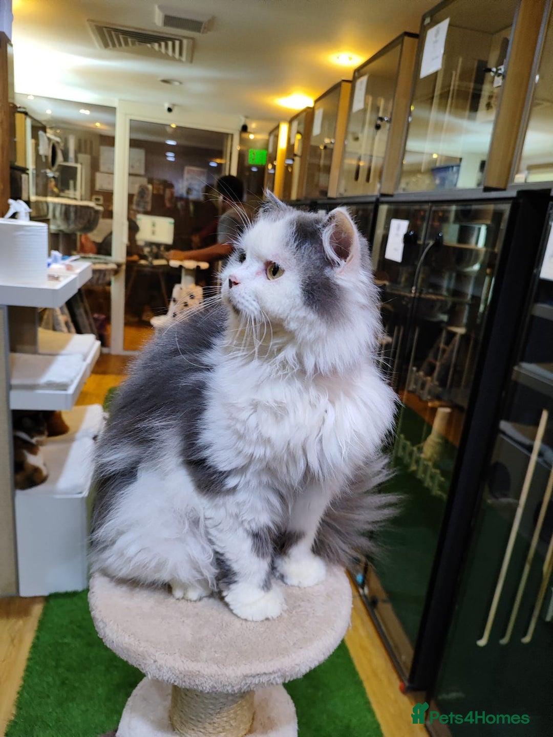 Mixed Breed cats for adoption: SILVER -EXTREMELY HANDSOME NEUTERED BOY - Image 4