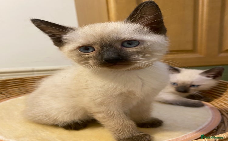 Siamese cats - Advert 2