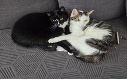Mixed Breed cats for sale: 2 adorable cats looking for a new loving home - Image 1