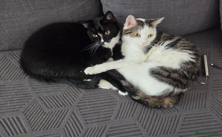 Mixed Breed cats - Advert 6