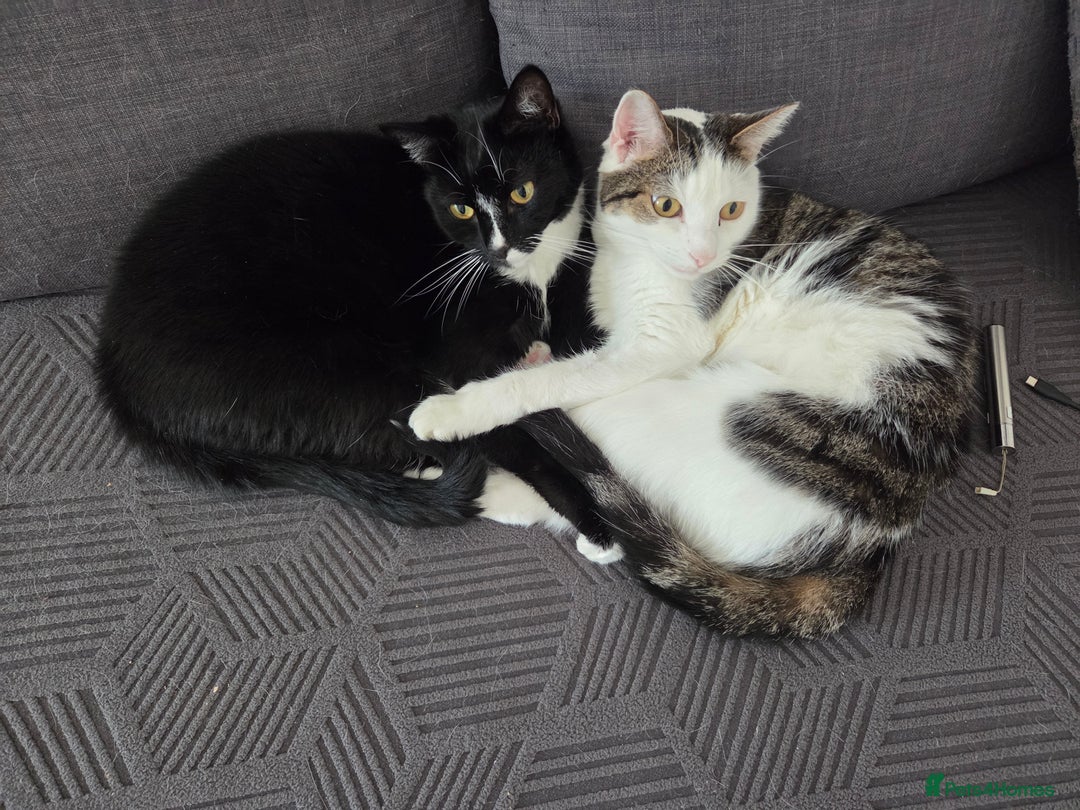 Mixed Breed cats for sale: 2 adorable cats looking for a new loving home - Image 1