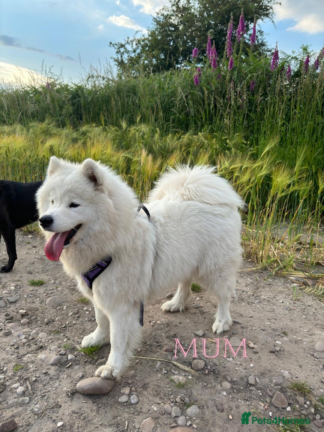 Samoyed dogs for sale: 🌟 Exceptional KC bear-faced Samoyed pups 🌟 - Advert 8