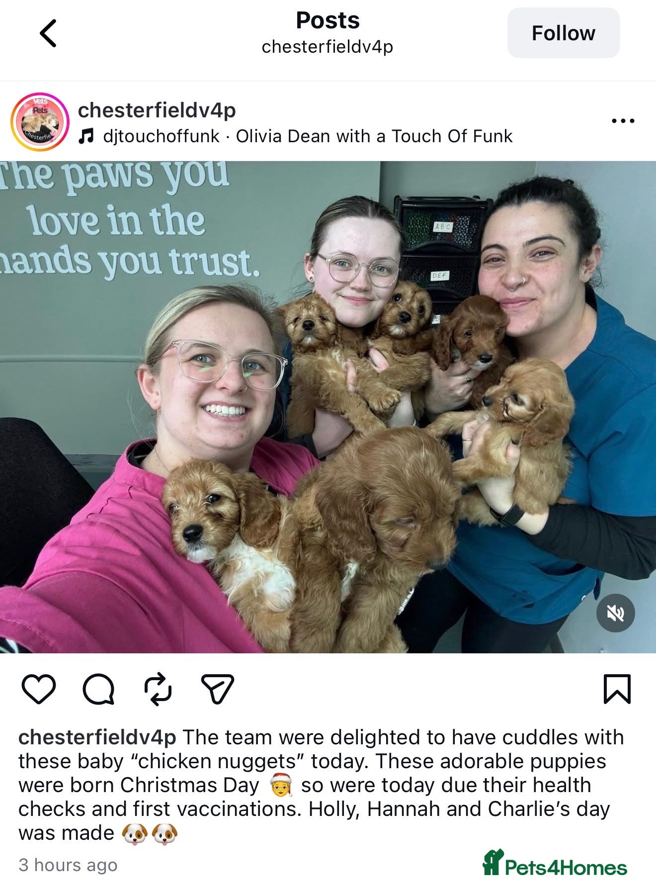 Cockapoo dogs F1 cockerpoo puppies ready to take home  - Advert 5