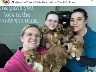 Cockapoo dogs F1 cockerpoo puppies ready to take home - Advert 5