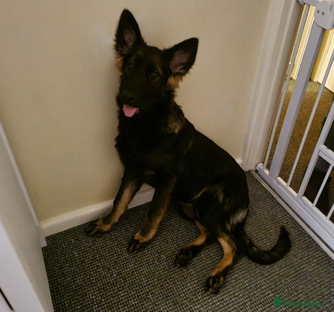 German Shepherd dogs for sale: Playful Socialised Girl - Image 1