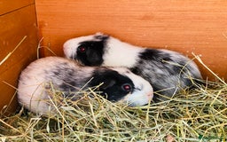 Guinea Pig rodents for sale: dalmation retired breeding sows available - Image 2